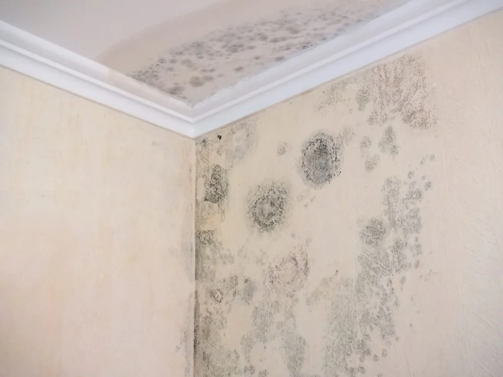 Nahaufnahme einer Wand mit Schimmel vor der Schimmelsanierung