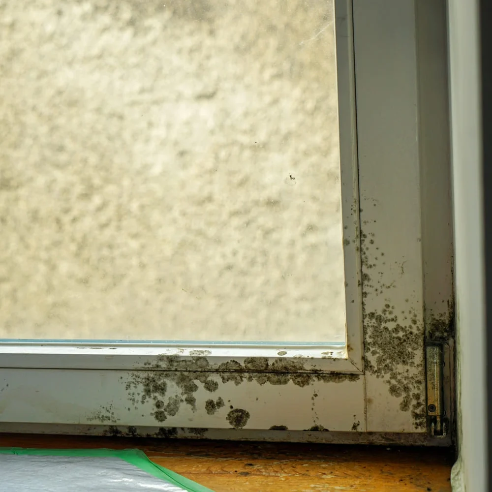 Schimmel am Fenster noch nicht entfernt