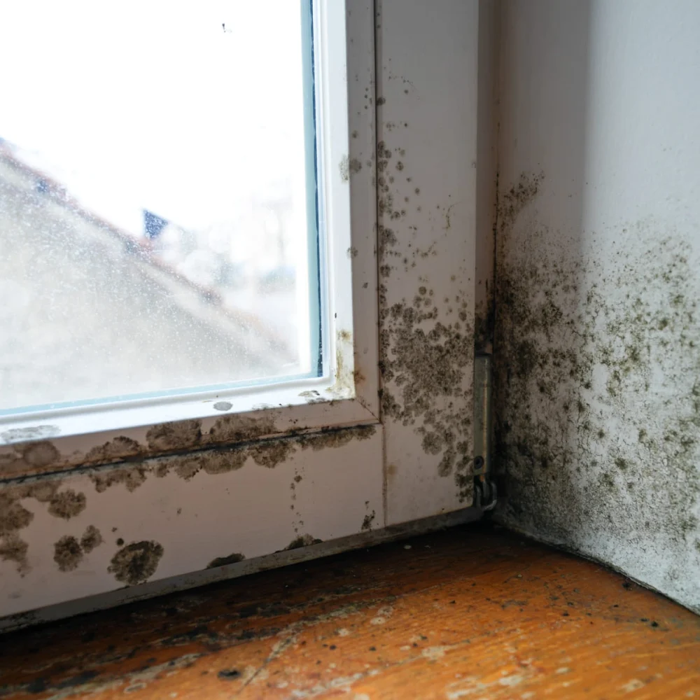 Starker Schimmel wegen Kältebrücke Fenster