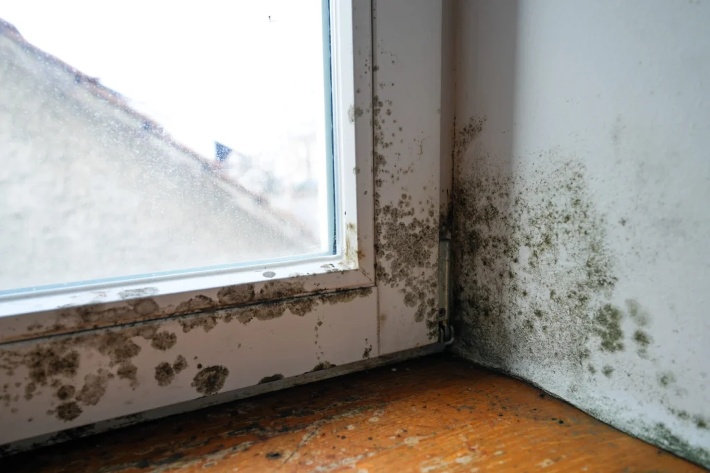 Starker Schimmel wegen Kältebrücke Fenster